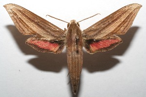  ( - 07-SRNP-105697)  @14 [ ] CreativeCommons - Attribution Non-Commercial Share-Alike (2010) Daniel H. Janzen Guanacaste Dry Forest Conservation Fund