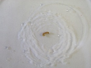  ( - KCZ_2017_151_3_2)  @12 [ ] CreativeCommons  Attribution (by) (2019) Jamie Weir University of Edinburgh