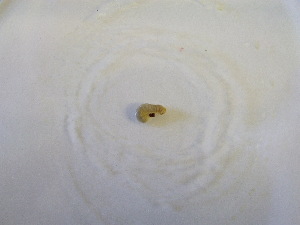  ( - KCK_2018_151_5_1)  @12 [ ] CreativeCommons  Attribution (by) (2019) Jamie Weir University of Edinburgh