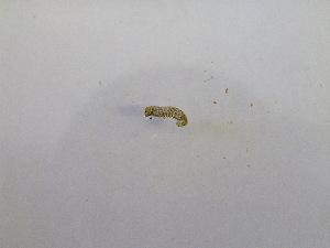  ( - AVN_2018_160_6_1)  @12 [ ] CreativeCommons  Attribution (by) (2019) Jamie Weir University of Edinburgh