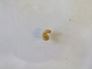  ( - MCH_2018_150_6_3)  @12 [ ] CreativeCommons  Attribution (by) (2019) Jamie Weir University of Edinburgh