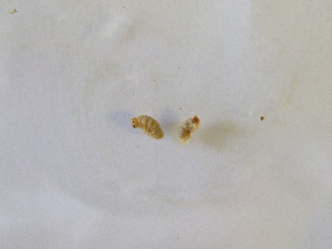  ( - MCH_2018_150_6_5)  @12 [ ] CreativeCommons  Attribution (by) (2019) Jamie Weir University of Edinburgh