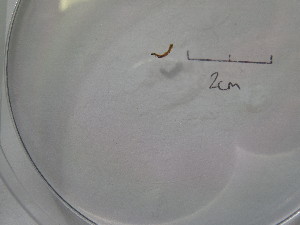  ( - SLS_2019_151_13_1)  @11 [ ] nrr  NA NA