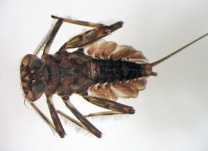  (Epeorus subpallidus - SWRC-E_subpallidus_Hic_01)  @11 [ ] Copyright (c) (2024) David H. Funk Stroud Water Research Center