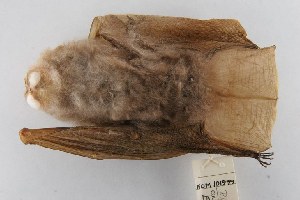  (Rhinolophus trifoliatus - ROM MAM 101999)  @14 [ ] Copyright (2006) Royal Ontario Museum Royal Ontario Museum