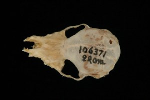  (Kerivoula picta - ROM MAM 106371)  @12 [ ] Copyright (2006) Royal Ontario Museum Royal Ontario Museum
