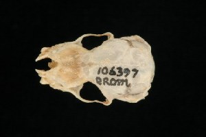  (Pipistrellus cf. coromandra - ROM MAM 106397)  @12 [ ] Copyright (2006) Royal Ontario Museum Royal Ontario Museum