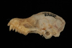  ( - ROM MAM 106426)  @12 [ ] Copyright (2006) Royal Ontario Museum Royal Ontario Museum