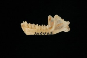  ( - ROM MAM 106426)  @12 [ ] Copyright (2006) Royal Ontario Museum Royal Ontario Museum