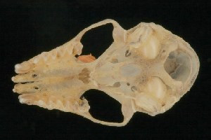  (Hipposideros cf. larvatus - ROM MAM 107600)  @13 [ ] Copyright (2006) Royal Ontario Museum Royal Ontario Museum