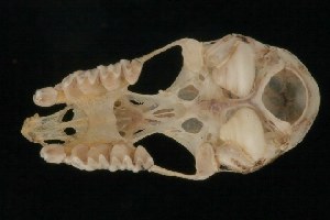  (Rhinolophus stheno - ROM MAM 110778)  @14 [ ] Copyright (2006) Royal Ontario Museum Royal Ontario Museum