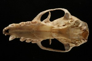  (Pteropus vampyrus - ROM MAM 110948)  @12 [ ] Copyright (2006) Royal Ontario Museum Royal Ontario Museum