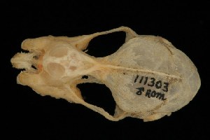  (Rhinolophus JLE sp. B - ROM MAM 111303)  @12 [ ] Copyright (2006) Royal Ontario Museum Royal Ontario Museum