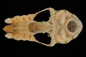  (Rhinolophus luctus - ROM MAM 111387)  @12 [ ] Copyright (2006) Royal Ontario Museum Royal Ontario Museum