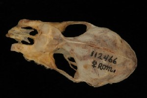  (Rhinolophus affinis - ROM MAM 112466)  @14 [ ] Copyright (2006) Royal Ontario Museum Royal Ontario Museum