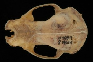  (Harpiocephalus - ROM MAM 114934)  @14 [ ] Copyright (2006) Royal Ontario Museum Royal Ontario Museum