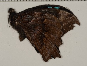  (Papilio oribazus - CCDB-02225-D05)  @12 [ ] Copyright (2009) David C. Lees The Research Collection of David C. Lees