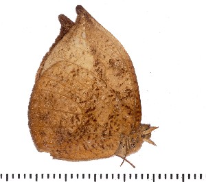  (Heteropsis drepana - DL06-1054)  @12 [ ] Copyright (2015) David.C .Lees Cambridge University Department of Zoologyu