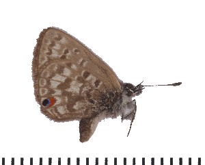  (Eicochrysops pauliani - DL06-422)  @11 [ ] Copyright (2015) David.C .Lees Cambridge University Department of Zoologyu