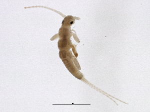  ( - BIOUG12556-H10)  @12 [ ] CreativeCommons - Attribution (2014) CBG Photography Group Centre for Biodiversity Genomics