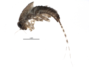 (Ephemerella tibialis - I14-147-02)  @14 [ ] CreativeCommons - Attribution (2015) CBG Photography Group Centre for Biodiversity Genomics