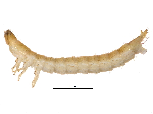  (Margaiostus - AR14-15-01)  @12 [ ] CreativeCommons - Attribution (2015) CBG Photography Group Centre for Biodiversity Genomics