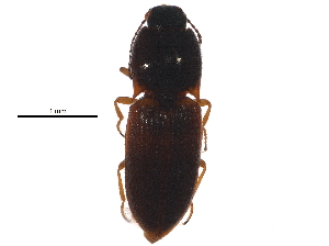  (Hypnoidus bicolor - AR14-20-03)  @14 [ ] CreativeCommons - Attribution (2015) CBG Photography Group Centre for Biodiversity Genomics