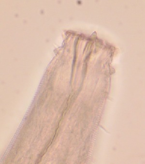  ( - 24-BMACGNEMA-107)  @11 [ ] CreativeCommons - Attribution Share-Alike (2025) A Sanchez Universidad de Costa Rica