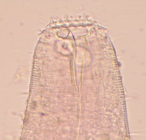  ( - 24-BMACGNEMA-216)  @11 [ ] CreativeCommons - Attribution Share-Alike (2025) Alcides Sanchez Monge Universidad de Costa Rica