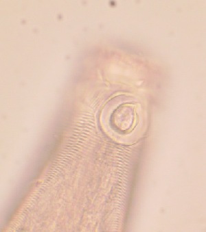  ( - 24-BMACGNEMA-107)  @11 [ ] CreativeCommons - Attribution Share-Alike (2025) A Sanchez Universidad de Costa Rica