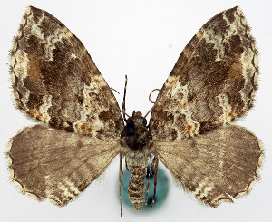  (Xanthorhoe fulvinotata - BMNH(E) #818945)  @11 [ ] CreativeCommons - Attribution Share-Alike (2018) Unspecified Smithsonian Institution National Museum of Natural History