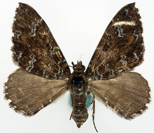  (Xanthorhoe coeruleata - BMNH(E) #818949)  @11 [ ] CreativeCommons - Attribution Share-Alike (2018) Unspecified Smithsonian Institution National Museum of Natural History