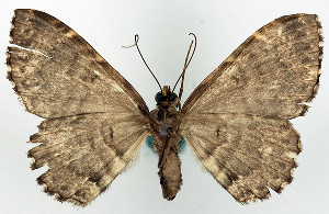  (Xanthorhoe lucirivata - BMNH(E) #818960)  @11 [ ] CreativeCommons - Attribution Share-Alike (2018) Unspecified Smithsonian Institution National Museum of Natural History