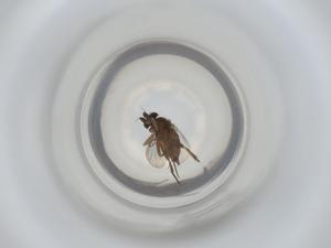  ( - ZMUO.069723)  @11 [ ] CreativeCommons - Attribution Share-Alike (2023) Centre for Biodiversity Genomics Centre for Biodiversity Genomics