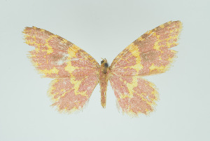  (Eois haematodes - Eo00961)  @13 [ ] Copyright (2009) Natural History Museum, London Natural History Museum, London