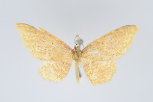  (Eois lilacina inviolata - Eo00963)  @12 [ ] Copyright (2009) Natural History Museum, London Natural History Museum, London