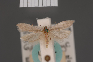  ( - BMNH(E)-954018)  @11 [ ] Copyright (2011) NHM London NHM London
