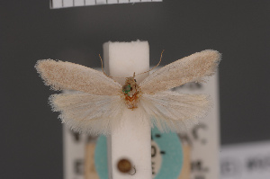  (Scieropepla acrates - BMNH(E)-954020)  @11 [ ] Copyright (2011) NHM London NHM London