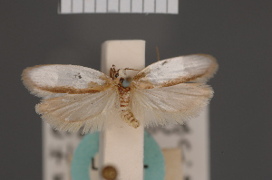  ( - BMNH(E)-954044)  @11 [ ] Copyright (2011) NHM London NHM London
