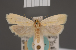  ( - BMNH(E)-954059)  @11 [ ] Copyright (2011) NHM London NHM London