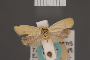  ( - BMNH(E)-954061)  @11 [ ] Copyright (2011) NHM London NHM London