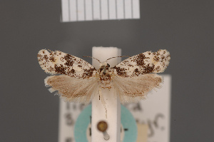  ( - BMNH(E)-954097)  @11 [ ] Copyright (2011) NHM London NHM London