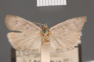  ( - BMNH(E)-954136)  @11 [ ] Copyright (2011) NHM London NHM London