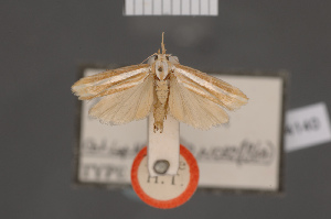  (Catoryctis fissulella - BMNH(E)-954140)  @11 [ ] Copyright (2011) NHM London NHM London