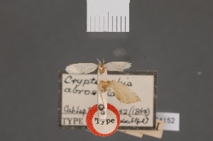  (Scieropepla abrosella - BMNH(E)-954152)  @11 [ ] Copyright (2011) NHM London NHM London
