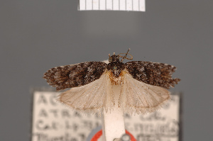 (Acrobasis atratella - BMNH(E)-954160)  @11 [ ] Copyright (2011) NHM London NHM London
