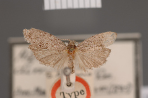  (Agriophara diminuta - BMNH(E)-954162)  @11 [ ] Copyright (2011) NHM London NHM London