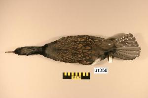  (Phalacrocorax carbo - UWBM 61350)  @14 [ ] Copyright (2006) Canadian Migration Monitoring Network Canadian Migration Monitoring Network
