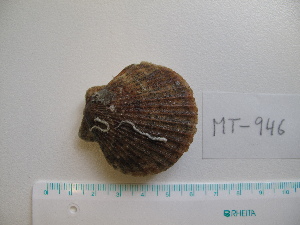  ( - MT00946)  @11 [ ] CreativeCommons - Attribution Non-Commercial Share-Alike (2015) Unspecified Deutsche Zentrum fuer Marine Biodiversitaetsforschung Wilhelmshaven