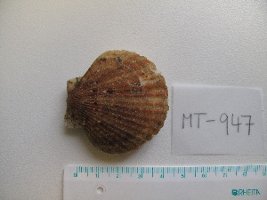  ( - MT00947)  @11 [ ] CreativeCommons - Attribution Non-Commercial Share-Alike (2015) Unspecified Deutsche Zentrum fuer Marine Biodiversitaetsforschung Wilhelmshaven